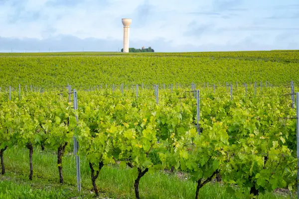 stock image Summer on vineyards of Cognac white wine region, Charente, white ugni blanc grape uses for Cognac strong spirits distillation and wine making, France, Grand Champagne region