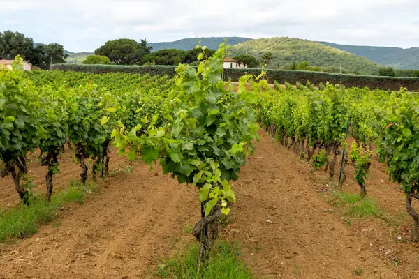 stock image Rows of wine grapes plants on vineyards in south of France near Saint-Tropez and Gassin, rose wine making, cru class