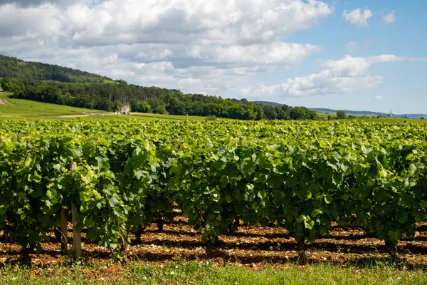 Fransa, Burgundy 'deki Puligny-Montrachet köyünün çevresindeki yeşil üzüm bağları. Grand Cru sınıfı üzüm bağlarında Chardonnay üzümlerinden yapılan kaliteli beyaz şarap.