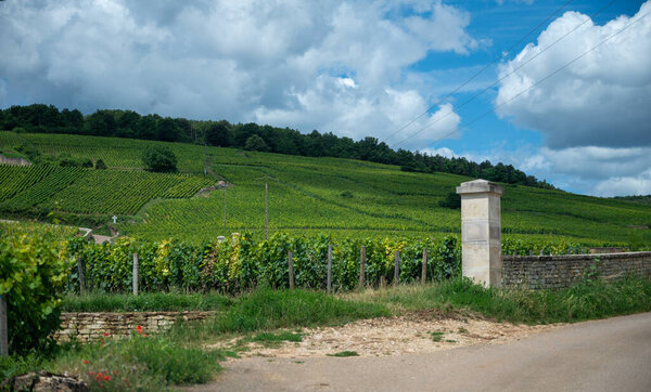 Овеянные зелеными виноградниками вокруг деревни Пулиньи-Монтраше, Бургунди, Франция. Высококачественное белое сухое вино из винограда Charlie на виноградниках Grand Cru Fesse