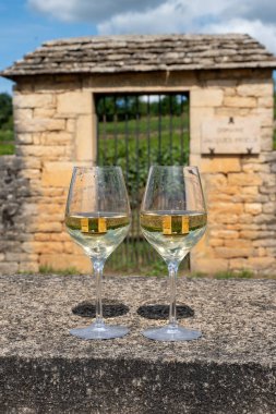 Fransa, Burgundy 'deki Puligny-Montrachet köyü yakınlarındaki Grand Cru sınıfı üzüm bağlarında Chardonnay üzümlerinden yapılan kaliteli beyaz şarap tatma.