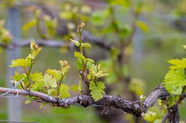 Moulin de Verzenay yakınlarındaki büyük cru Champagne üzüm bağlarına, Montagne de Reims yakınlarındaki Pinot noir üzüm fabrikalarına Verzy ve Verzenay, Champagne, France
