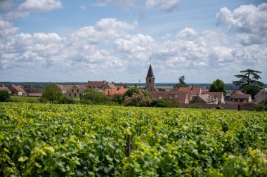 Cote de nuits 'de haçlı ve sıralı Pinot üzümlü yeşil Grand Cru ve başlıca cru üzüm bağları Vosne-Romanee köyü yakınlarındaki Burgundy bölgesinde ünlü kırmızı ve beyaz Burgundy şarabı üretiyor.