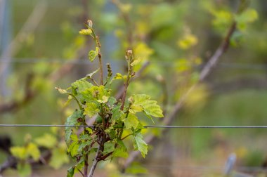 Moulin de Verzenay yakınlarındaki büyük cru Champagne üzüm bağlarına, Montagne de Reims yakınlarındaki Pinot noir üzüm fabrikalarına Verzy ve Verzenay, Champagne, France