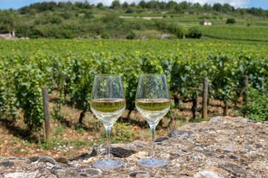 Fransa, Burgundy 'deki Puligny-Montrachet köyü yakınlarındaki Grand Cru sınıfı üzüm bağlarında Chardonnay üzümlerinden yapılan kaliteli beyaz şarap tatma.