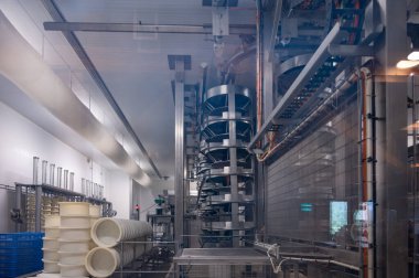 Fruitiere Fransız peyniri üretim çiftliği, tekerlek yapımı sabah işleri, çiğ inek sütünden Comte peyniri, Franche-Comte, Jura, Fransa