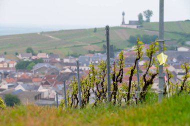 Verzy Deniz feneri yakınlarındaki Grand Cru Champagne üzüm bağları, Montagne de Reims yakınlarındaki Pinot noir üzüm bitkileri Verzy ve Verzenay, Fransa 'da ilkbaharda