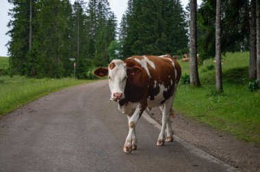 Comte peynirinin Jura, Fransa, Montbeliard veya Fransız sade ineklerinin yaz aylarında yeşil otlaklarda otlamaları ve üretimi ve yaşlanması