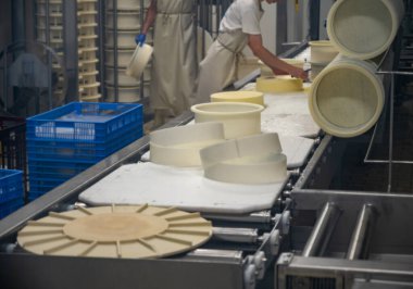 Fruitiere Fransız peyniri üretim çiftliği, tekerlek yapımı sabah işleri, çiğ inek sütünden Comte peyniri, Franche-Comte, Jura, Fransa