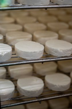 Cheese making process on goat farm, Rocamadour soft goat AOC cheese with soft rind produced on farm in Perigord and Quercy departement Lot, France, farm visit clipart