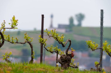 Moulin de Verzenay yakınlarındaki büyük cru Champagne üzüm bağlarına, Montagne de Reims yakınlarındaki Pinot noir üzüm fabrikalarına Verzy ve Verzenay, Champagne, France