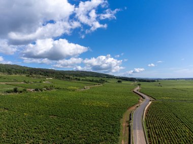 Fransa, Burgundy 'deki Puligny-Montrachet köyünün çevresindeki yeşil üzüm bağları. Chardonnay üzümlerinden yapılan kaliteli beyaz şarap Grand Cru sınıfı üzüm bağlarında, hava manzaralı.