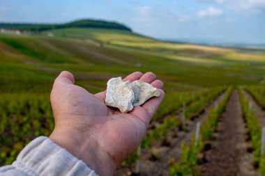 Cramant ve Avize yakınlarındaki Cote des Blancs topraklarından beyaz tebeşir taşlarıyla İşçi El, bölge Champagne, France ve Grand Cru Vineyards manzaralı