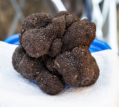 Sarlat-le-Caneda 'da kış mantarı fuarı, Perigord Noir, Dordogne, büyük bir siyah kış mantarı, lezzetli aromatik pahalı mantar.