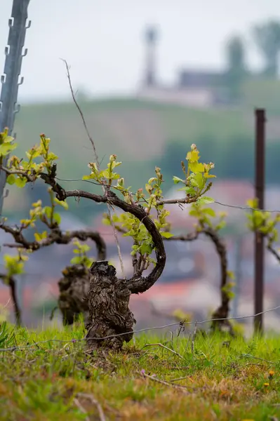 stock image Close up on grand cru Champagne vineyards near Moulin de Verzenay, rows of pinot noir grape plants in Montagne de Reims near Verzy and Verzenay, Champagne, France in spring