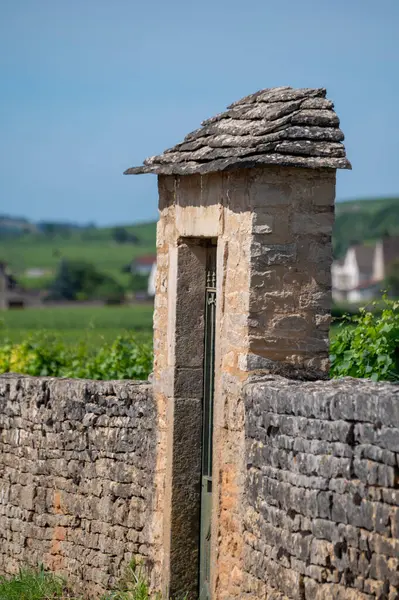 Fransa 'nın Burgundy kentindeki Puligny-Montrachet köyünde yeşil üzüm bağları örülmüş. Grand Cru sınıfı üzüm bağlarında Chardonnay üzümlerinden yapılan kaliteli beyaz şarap.