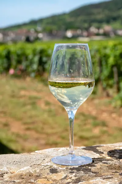 stock image Tasting of high quality white dry rare wine made from Chardonnay grapes on grand cru classe vineyards near Puligny-Montrachet village, Burgundy, France