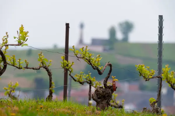 stock image Close up on grand cru Champagne vineyards near Moulin de Verzenay, rows of pinot noir grape plants in Montagne de Reims near Verzy and Verzenay, Champagne, France in spring