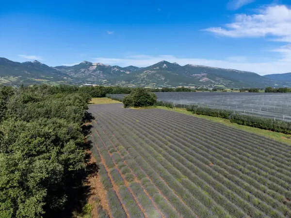 Stock image Agricultural region with lavender or lavandine plants, fruit orchards near Sisteron, Haute-Durance, Franse departement Alpes-de-Haute-Provence, in summer, aerial foto