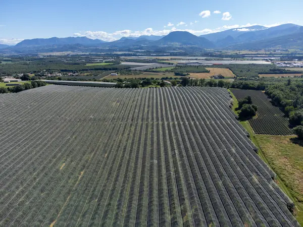 stock image Agricultural region with lavender or lavandine plants, fruit orchards near Sisteron, Haute-Durance, Franse departement Alpes-de-Haute-Provence, in summer, aerial foto