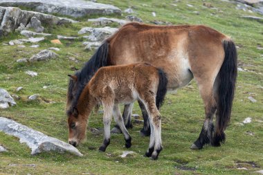 Bask dağları, Fransa ve İspanya sınırında yeşil çayırlarda otlayan at güveci Larrun veya Bask ülkesinde La Rhune dağı.