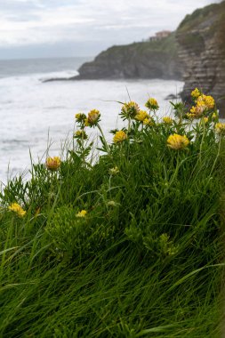 Bask kıyısındaki Saint-Jean-de-Luz balıkçı limanı manzarası, güzel mimarisi, kumlu plajları, mutfağı, Santa Barbara kayaları, Güney Fransa, Bask Bölgesi