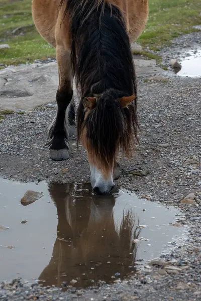 Bask dağları, Fransa ve İspanya sınırında yeşil çayırlarda otlayan at güveci Larrun veya Bask ülkesinde La Rhune dağı.