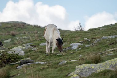 Bask dağları, Fransa ve İspanya sınırında yeşil çayırlarda otlayan at güveci Larrun veya Bask ülkesinde La Rhune dağı.