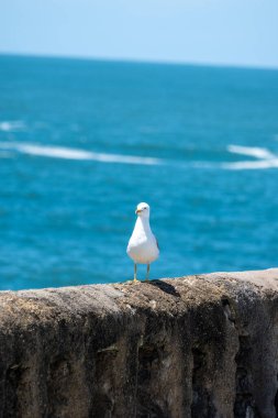 Turistik Biarritz şehrinde, Bask Bölgesi 'nde, Biscay Körfezi' nde, Fransa 'nın Atlantik Okyanusu' nda sahilde gezinen martı deniz kuşu.