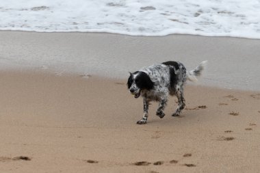 Oyuncu köpek Saint Jean de Luz, Fransa kumsalında eğleniyor.