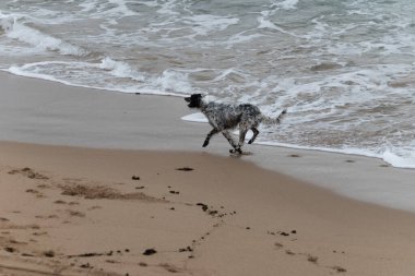 Oyuncu köpek Saint Jean de Luz, Fransa kumsalında eğleniyor.