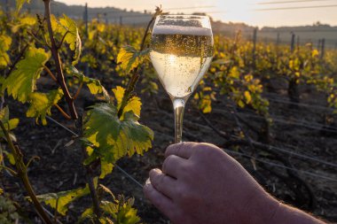 Cramant, Champagne, Fransa 'da Cote des Blancs' ın güneşli üzüm bağlarında bir bardak Fransız şarabıyla el ele tutuşmuş büyük cru köpüklü beyaz şarap tadı.