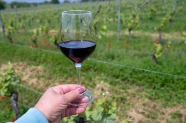 Üzüm bağında kırmızı Cahors şarabı tatmak, Cahors 'ta yaz Fransa' da şarap yapmak, hafta sonu geçmişi, bir bardak Fransız şarabı