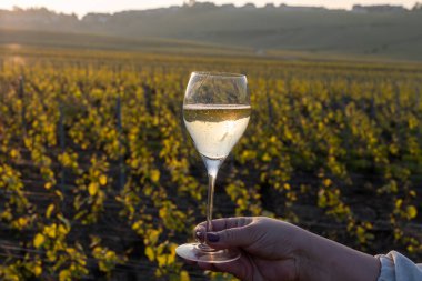 Cramant, Champagne, France köyündeki Cote des Blancs 'ın güneşli bağlarında büyük cru köpüklü beyaz şarap tatmak, bir bardak Fransız şarabı.