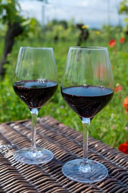 Kırmızı gelincik çiçekli eski üzüm bağında piknik ve kırmızı Cahors şarabıyla yeşil çimen, Fransa 'da yaz mevsiminde şarap yapmak, tatil ve hafta sonu geçmişi