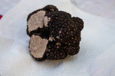 Sarlat-le-Caneda 'da kış mantarı fuarı, Perigord Noir, Dordogne, büyük bir siyah kış mantarı, lezzetli aromatik pahalı mantar.