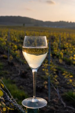 Cramant, Champagne, Fransa 'da Cote des Blancs köyünün güneşli bağlarında, köpüklü, köpüklü, beyaz şarap tadım etmek, üzüm bağında bir bardak Fransız şarabı içmek.