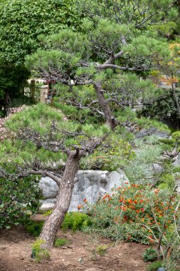 Peyzaj şehir tasarımı, Japonya 'da taşlarla, bonsai çam ağaçları, çiçekler, küçük köprüler, Monte-Carlo şehrinin merkezine su dökülüyor.