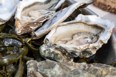 Fransa 'nın Gujan-Mestras limanındaki Arcachon körfezi istiridye çiftliği köyündeki restoranda taze çiğ istiridye, deniz kabuğu, liman, ekmek, tereyağı ve beyaz şarapla servis edilen tabaklar.