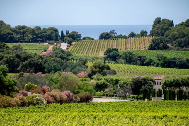 Landscape of French Riviera, view on hills, houses and green vineyards Cotes de Provence, production of rose wine near Saint-Tropez, Gassin, Pampelonne beach, Var, France in summer clipart