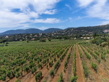 Tepeler, deniz, evler ve yeşil üzüm bağları üzerindeki hava manzarası Cotes de Provence, Saint-Tropez, Gassin ve Pampelonne plajı yakınlarındaki gül şarabı üretimi, Var, Fransa