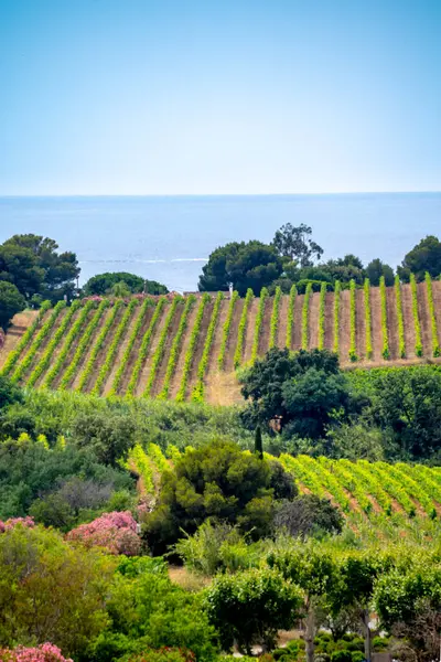 stock image Landscape of French Riviera, view on hills, houses and green vineyards Cotes de Provence, production of rose wine near Saint-Tropez, Gassin, Pampelonne beach, Var, France in summer