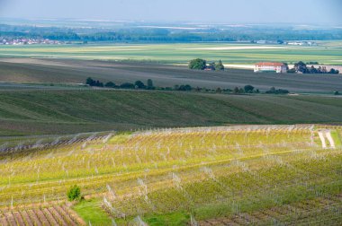 Cramant yakınlarında yeşil büyük cru üzüm bağları olan bahar manzarası, Fransa 'nın Şampanya Bölgesi, Avize Bölgesi. Cote des Blanc 'ın kireçli topraklarında beyaz şarap üzümü yetiştiriyorum..