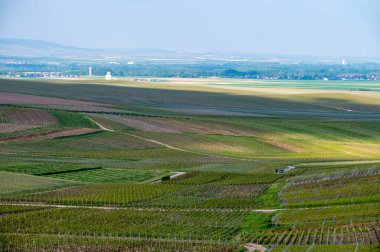 Spring landscape with green grand cru vineyards near Cramant, Avize region Champagne, France. Cultivation of white chardonnay wine grape on chalky soils of Cote des Blancs. clipart