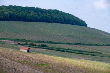 Spring landscape with green grand cru vineyards near Cramant, Avize region Champagne, France. Cultivation of white chardonnay wine grape on chalky soils of Cote des Blancs. clipart