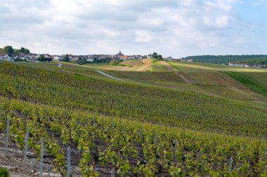 Cramant yakınlarında yeşil büyük cru üzüm bağları olan bahar manzarası, Fransa 'nın Şampanya Bölgesi, Avize Bölgesi. Cote des Blanc 'ın kireçli topraklarında beyaz şarap üzümü yetiştiriyorum..