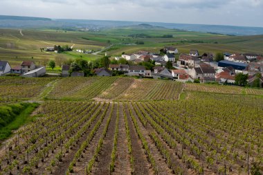 Cramant yakınlarında yeşil büyük cru üzüm bağları olan bahar manzarası, Fransa 'nın Şampanya Bölgesi, Avize Bölgesi. Cote des Blanc 'ın kireçli topraklarında beyaz şarap üzümü yetiştiriyorum..