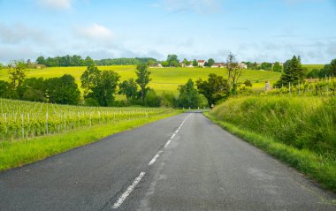 Konyak beyaz şarap bölgesi üzüm bağlarında yaz mevsimi, Charente, beyaz ugni Blanc üzümü konyak güçlü alkol damıtma ve şarap yapımı için kullanılır, Fransa, Grand Champagne bölgesi