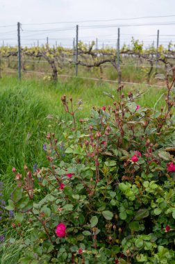 Moulin de Verzenay yakınlarındaki büyük cru Champagne üzüm bağları, Montagne de Reims yakınlarındaki Pinot noir üzüm bitkileri Verzy ve Verzenay, Fransa ilkbaharda