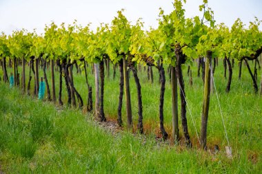 Konyak beyaz şarap bölgesi üzüm bağlarında yaz mevsimi, Charente, beyaz ugni Blanc üzümü konyak güçlü alkol damıtma ve şarap yapımı için kullanılır, Fransa, Grand Champagne bölgesi